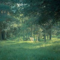 Konkylie - Meadow