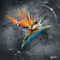 Offshore - Strelitzia