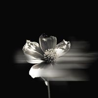 Floraleda Sacchi - Oblivion