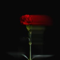 Floraleda Sacchi - Aranjuez