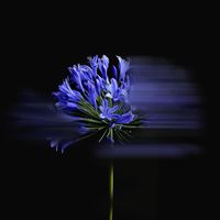 Floraleda Sacchi - Prelude BWV846