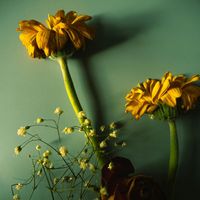 Naiara Costa Da Silva - أيام مليئة بالبساطة