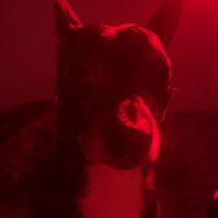 Sebastian - The Bark Side Of The Moon