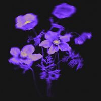 Trixter - FLOWERS (Explicit)