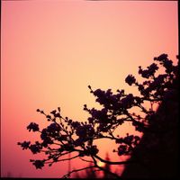 shk - Light