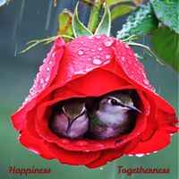 BRM - Happiness, Togetherness