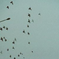 Tommy Lewis - 20-9LP