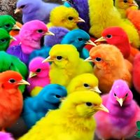 Taylor - Blinkin Chicken