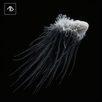 The New Division - Spiral Descent