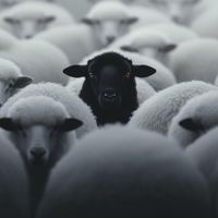 Tony Hawk - DuckedOff (Explicit)