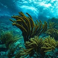 Nautilus - Electronic Exsponge