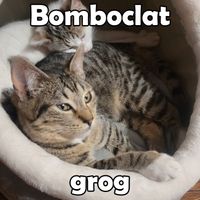 grog - Bomboclat