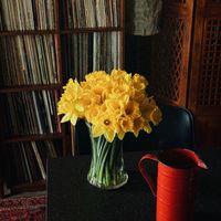Wesley Taylor - Daffodils