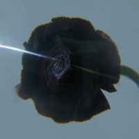 Pablo's Eye - Dark Matter