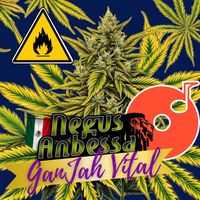 Negus Anbessa - GanJah Vital