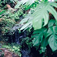 りんし - Ranunculus