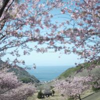KENJI KIHARA - Izu Ambient 020