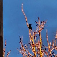 envy - Corinthian 16-14