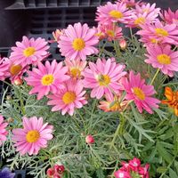 YUKI - You Raise Me Up