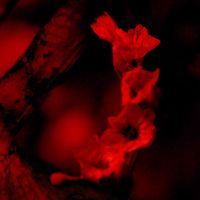 Shary - Fluchtpunkte #5