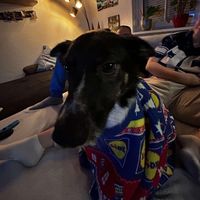 Roy - NO TAGS