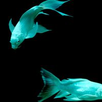 WISUE - Fish