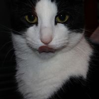 Jack Morris - copy n paste (Explicit)