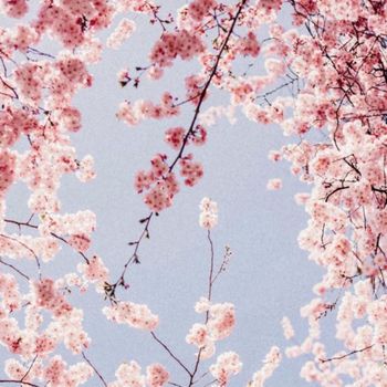 Xyla - cherry