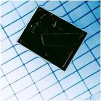 Murder Maids - What You See