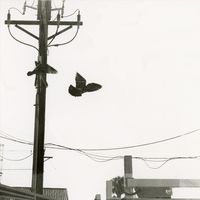 Specific Ocean - Red Eye