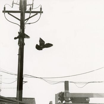 Specific Ocean - Red Eye