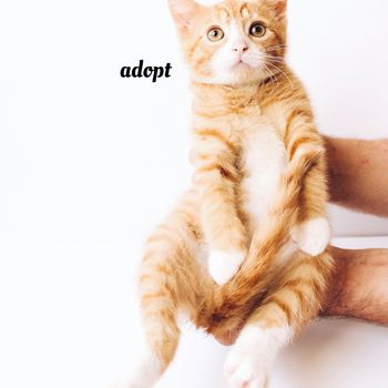 Wanko - Adopt