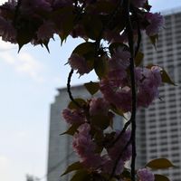 Taiki - April Flower