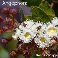 Karin Schaupp - Angophora (Allemande)