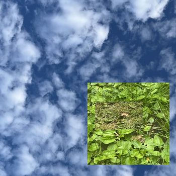 mystery man - frog