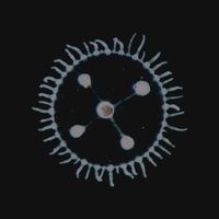 Luedji Luna - Um Mar Pra Cada Um,