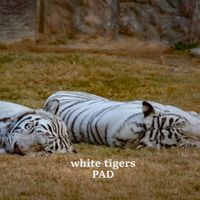 PAD - white tigers