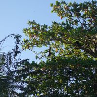 The Touch of Sound - Beachside Howler Monkeys – Playa Junquillal, Costa Rica