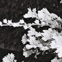 Sorcha Richardson - hard drive songs