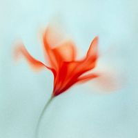 LALUNA - Morning Page
