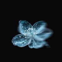 Floraleda Sacchi - Élégie
