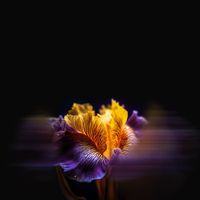 Floraleda Sacchi - Andante, BWV 1002