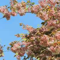 Thomas Buckler - Tree Of Life