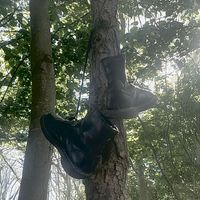 ambrosia - Yew Facade