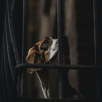 Cleber Motta - Saudade