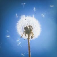 CARYS - Dandelion Dreams
