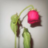 CARYS - Love You From Afar