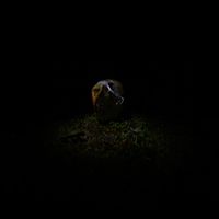 nameless - vermin dream i