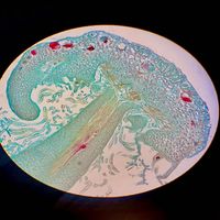 Hamilton - Marchantia