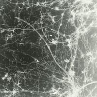 Tropics - Cold Euphoria